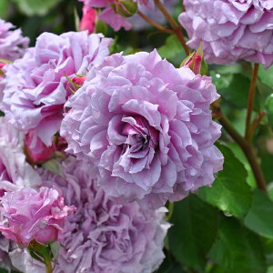 \̔ oc oc T IGeBX RNC io^o蒆 lG炫 KN ΂   hao 2{ȍ~