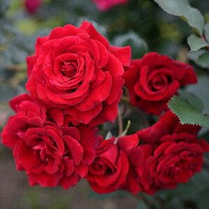 \̔ oc oc fo[ WFhIu[W lG炫 KN ΂   [g hao 2{ȍ~