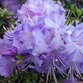 楽天市場 花の苗物 種類 植物 シャクナゲ 苗物 ガーデニング 農業 花 ガーデン Diyの通販