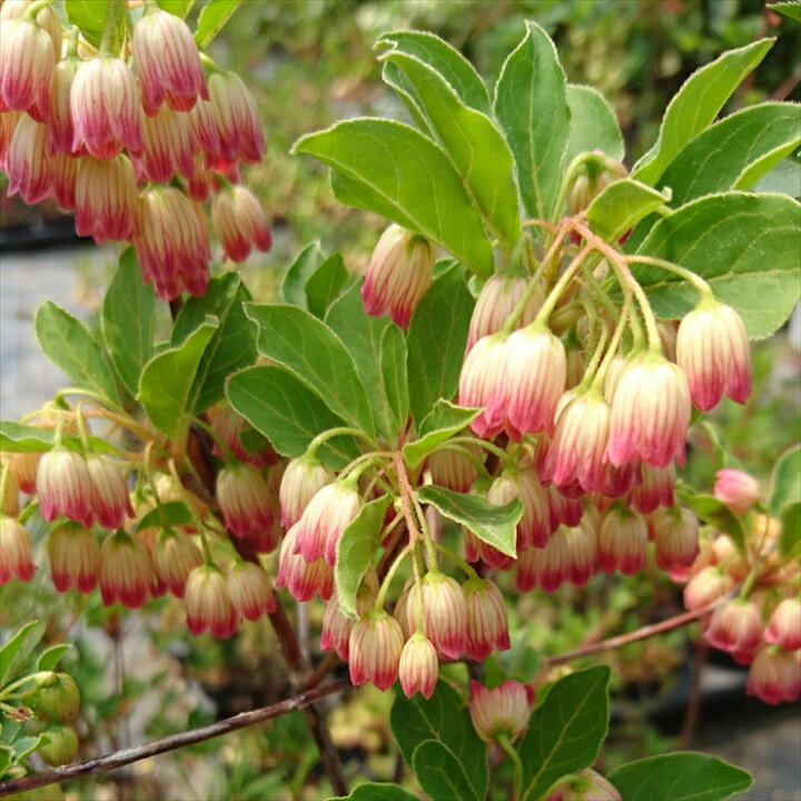 楽天市場 予約販売 ドウダンツツジ 口紅更紗どうだん 10 5cmポット 開花予定株 どうだんつつじ 灯台躑躅 Tse 11月下旬以降発送 フラワーネット 日本花キ流通