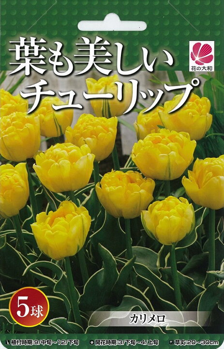 楽天市場 花の大和 球根 葉も美しいチューリップ カリメロ 5球セット フラワーネット 日本花キ流通