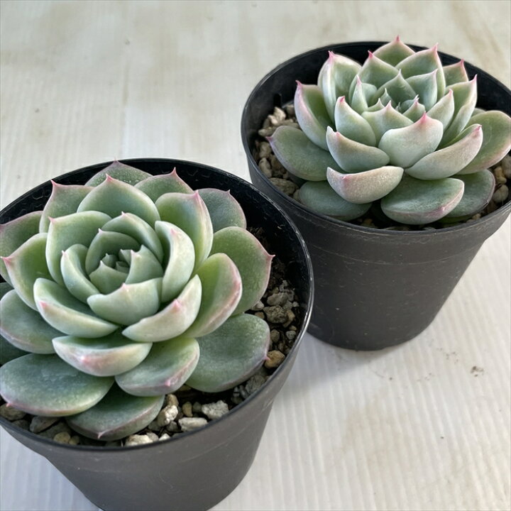 楽天市場 多肉植物 Skエケベリア クリスタルローズ 多肉植物 エケベリア 7 5cmポット フラワーネット 日本花キ流通 楽天市場 多肉植物 Skエケベリア クリスタルローズ 多肉植物 エケベリア 7 5cmポット フラワーネット 日本花キ流通