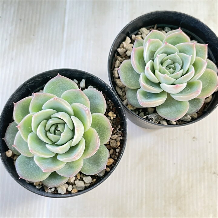 楽天市場 多肉植物 Skエケベリア クリスタルローズ 多肉植物 エケベリア 7 5cmポット フラワーネット 日本花キ流通