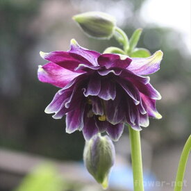 楽天市場 西洋オダマキの通販