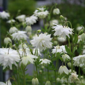 楽天市場 苗物 種類 植物 オダマキ ガーデニング 農業 花 ガーデン Diy の通販