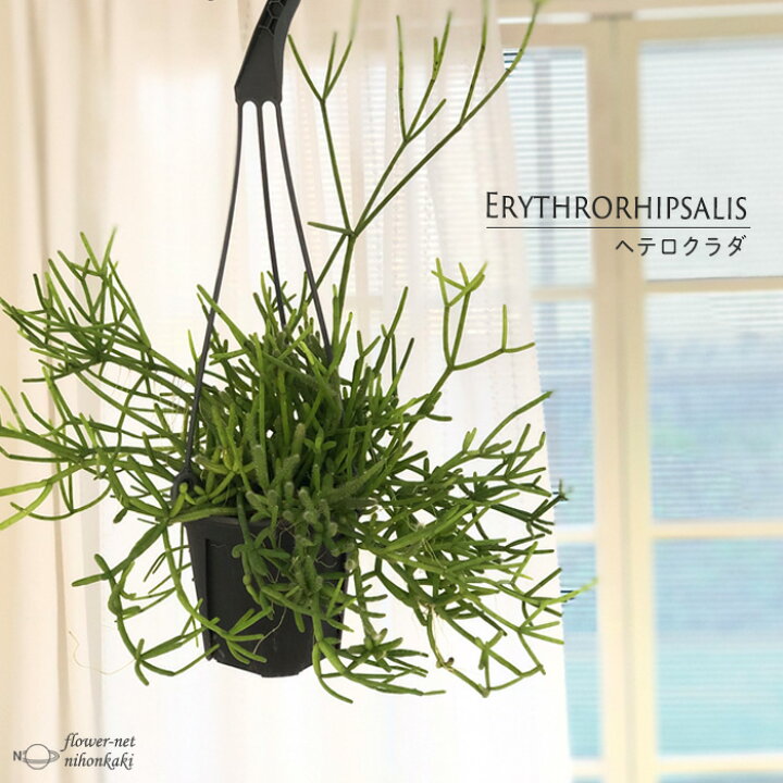 楽天市場 リプサリス ヘテロクラダ 4号吊り鉢 送料無料 観葉植物 インテリア おしゃれ フラワーネット 日本花キ流通