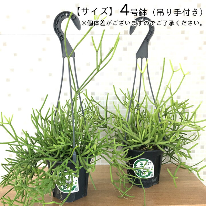 楽天市場 リプサリス ヘテロクラダ 4号吊り鉢 送料無料 観葉植物 インテリア おしゃれ フラワーネット 日本花キ流通
