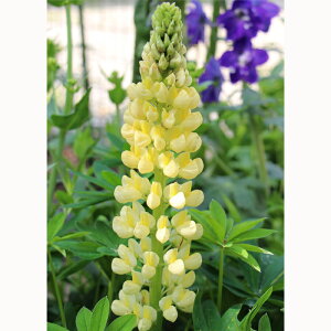 �\��̔� ���s�i�X �c �C�G���[ 10.5cm�|�b�g ���N�� �K�[�f�j���O �ԕc �h�����c oom 3�����{�ȍ~����