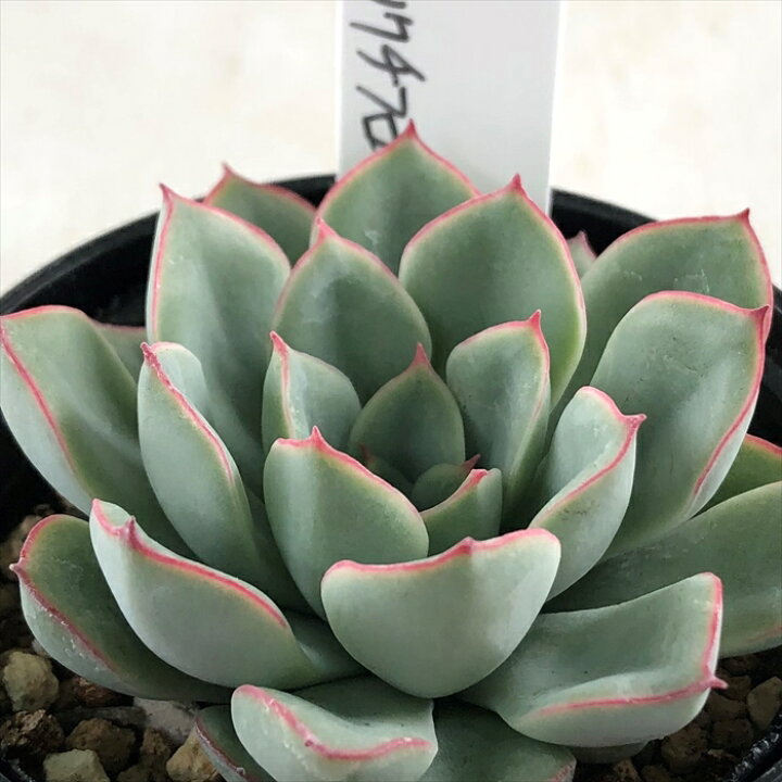 楽天市場 多肉植物 O Sエケベリア 花うらら ストリクチフローラ 多肉植物 O S Plants オーズプランツさん苗 エケベリア 6cmポット フラワーネット 日本花キ流通