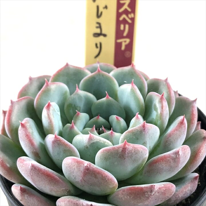 楽天市場】多肉植物 oriミックスベリア No.046 はじまりの花 多肉植物 