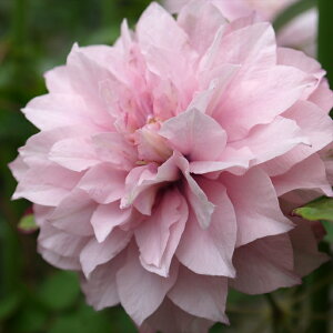 N}`X c sNpbV 炫֌n 2N [劔 12cm|bg clm