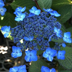 �\��̔� �R�A�W�T�C �����̗��ꐯ 9cm�|�b�g ���}�A�W�T�C �c �ԕc �c�� �R�������� �R���z�� fea 3�����{�ȍ~����