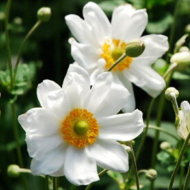 予約販売 シュウメイギク 苗 八重白 9cmポット 大和園さん 秋明菊 山野草 多年草 ガーデニング 花苗 宿根草 ymts 10月上旬以降発送
