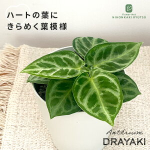 ϗtA AXE NX^i hL 4 AX[  ϗtA ^   蕨 v[g CeA 