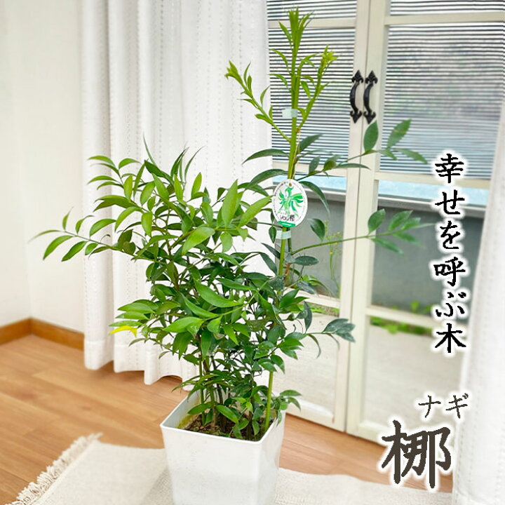 楽天市場】観葉植物 梛 ナギ 7号鉢 なぎ まもりの樹 開運 送料無料 
