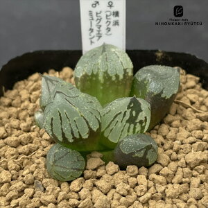 yyVX[p[Z[ P5{z A pnwnI`A lisN^j× sO}GA~[^g 0930-019 IWi A Plantfs Work vc[Nc i̔ nI`A 7.5cm