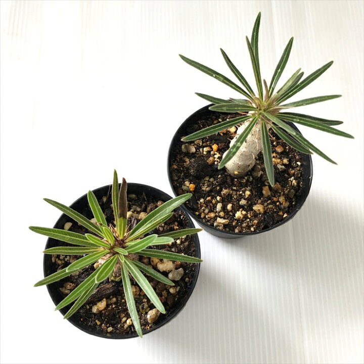 1313円 ワンピなど最旬ア 多肉植物 Caパキポディウム ドラケイ 実生 7 5cmポット コーデックス