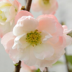 予約販売 木瓜 港の曙 9cmポット 開花予定株 ボケ 花苗 庭木 花木 mke 11月下旬以降発送