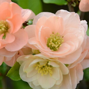 \̔ ؉Z iO 9cm|bg Jԗ\芔 {P ԕc  Ԗ mke 11{ȍ~