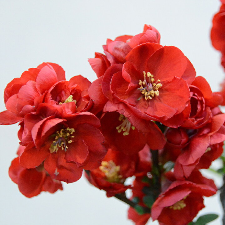 楽天市場 予約販売 木瓜 大黒天 9cmポット 開花予定株 ボケ 花苗 2月下旬以降発送 フラワーネット 日本花キ流通