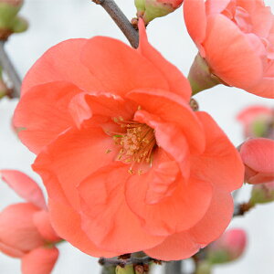 予約販売 木瓜 長寿楽 9cmポット 開花予定株 ボケ 花苗 庭木 花木 mke 11月下旬以降発送