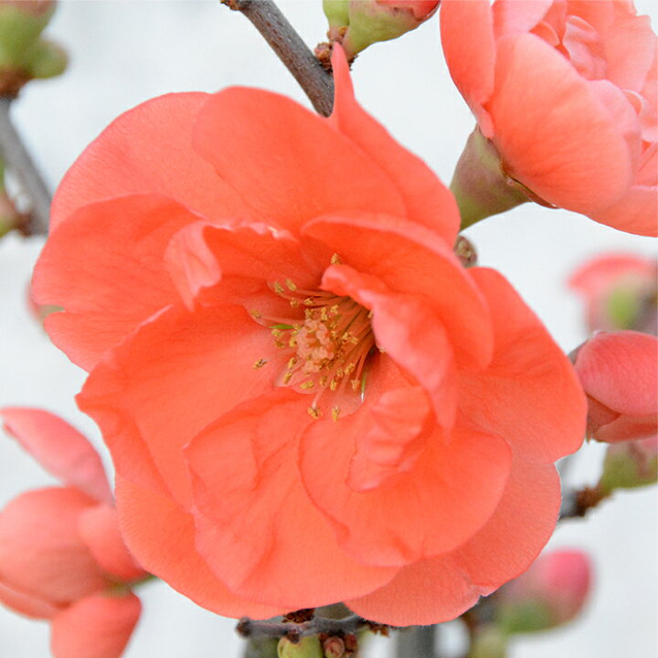 楽天市場 予約販売 木瓜 長寿楽 9cmポット 開花予定株 ボケ 花苗 2月下旬以降発送 フラワーネット 日本花キ流通