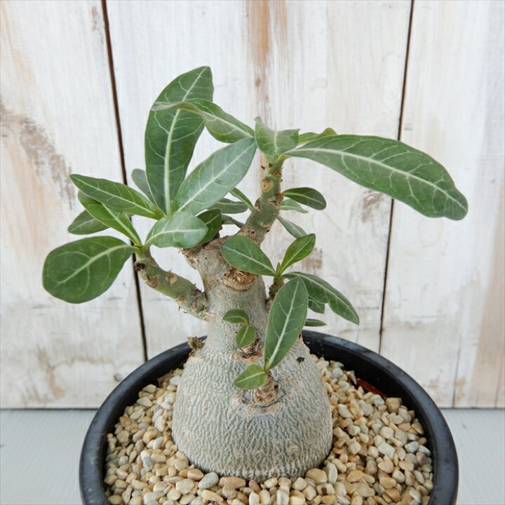 楽天市場 多肉植物 Caアデニウム オベスム 多肉植物 コーデックス 10 5cmポット フラワーネット 日本花キ流通