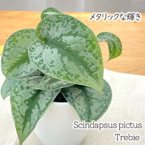 楽天市場】スキンダプサス（花・観葉植物｜花・ガーデン・DIY）の通販