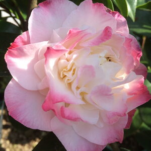 \̔ m k`IYEWG 12cm|bg Jԗ\芔 ΂ coL  ؂  Ԗ tnb 11{ȍ~