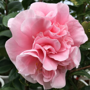 \̔ m fr[^g 12cm|bg Jԗ\芔  ΂ coL  ؂  Ԗ tnb 11{ȍ~