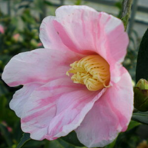 \̔ d炫 P̏ 12cm|bg Jԗ\芔 2N ΂ coL  ؂  Ԗ tnb 11{ȍ~