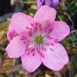 \̔ ኄ nZFI܂ 7.5cm|bg Jԗ\芔 Qt ԕc L\E toy 11{ȍ~