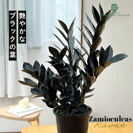 観葉植物 ザミオクルカス レイヴン 4号鉢 送料無料 観葉植物 苗 室内 贈り物 プレゼント インテリア おしゃれ hni