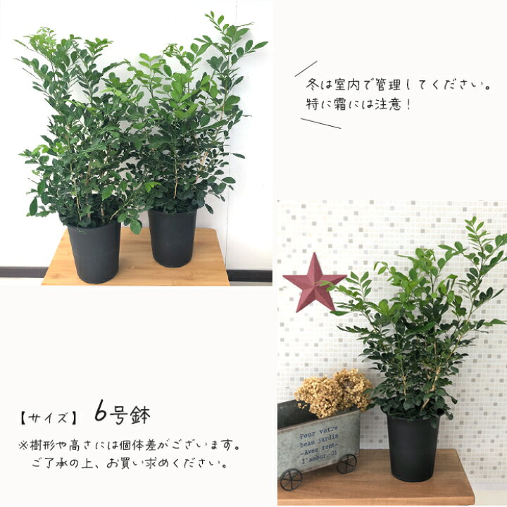 楽天1位 観葉植物 ゲッキツ シルクジャスミン 6号鉢植え Megjc Gov Jm 楽天1位 観葉植物 ゲッキツ シルクジャスミン 6号鉢植え Megjc Gov Jm