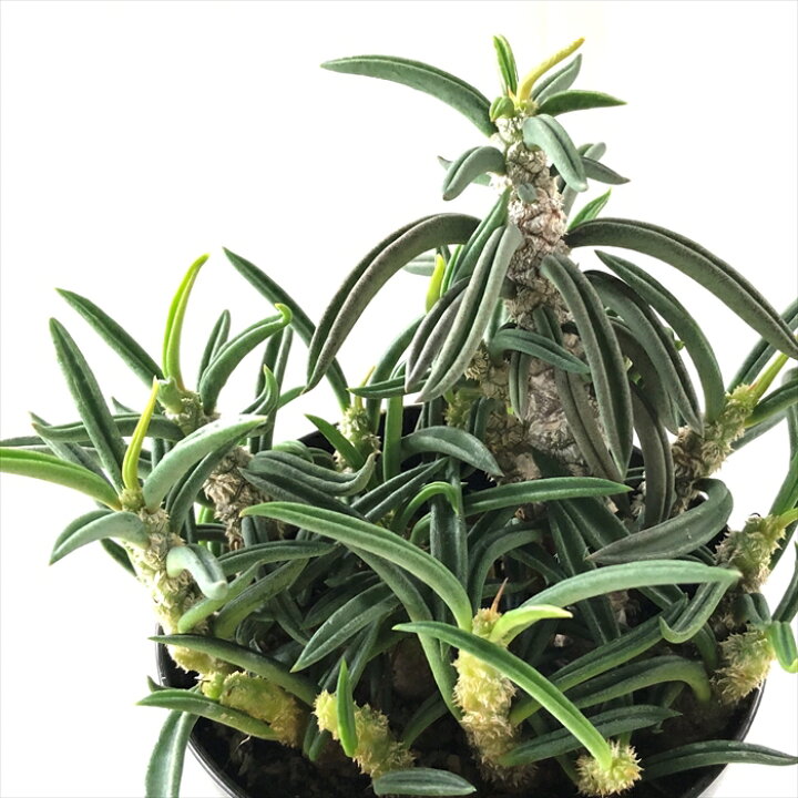 楽天市場】多肉植物 sdユーフォルビア キリンドリフォリア  