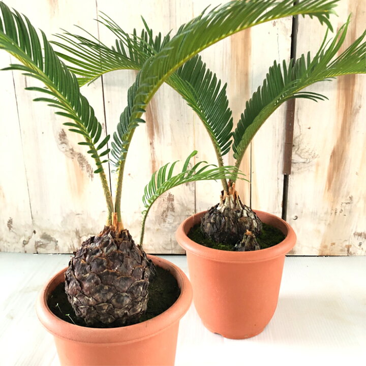 楽天市場 ソテツ 蘇鉄 観葉植物 4号鉢 インテリア おしゃれ フラワーネット 日本花キ流通