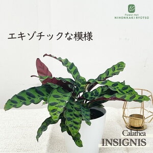 観葉植物 カラテア インシグニス 4号鉢 観葉植物 小型 小さい 室内 贈り物 プレゼント インテリア おしゃれ