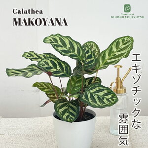 ϗtA JeA }Ri 4 ϗtA ^   蕨 v[g CeA 