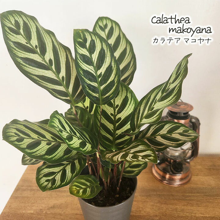楽天市場 カラテア マコヤナ 観葉植物 4号鉢 インテリア おしゃれ フラワーネット 日本花キ流通