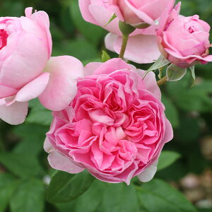 薔薇 種 苗の人気商品 通販 価格比較 価格 Com 薔薇 種 苗の人気商品 通販 価格比較 価格 Com