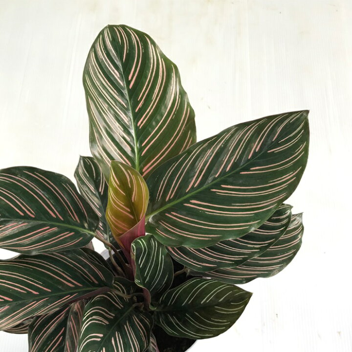 楽天市場 カラテア サンデリアーナ 観葉植物 4号鉢 インテリア おしゃれ フラワーネット 日本花キ流通