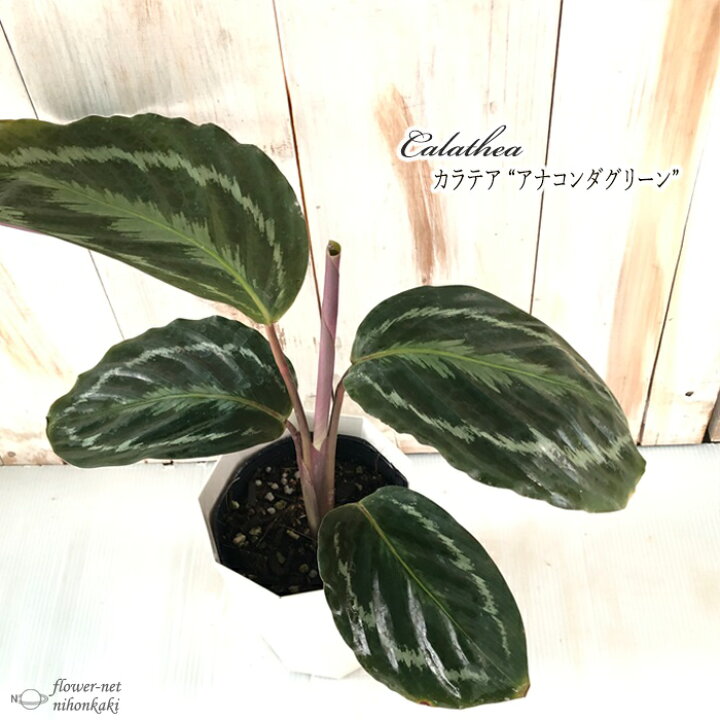 楽天市場 カラテア アナコンダグリーン 観葉植物 4号鉢 インテリア おしゃれ フラワーネット 日本花キ流通