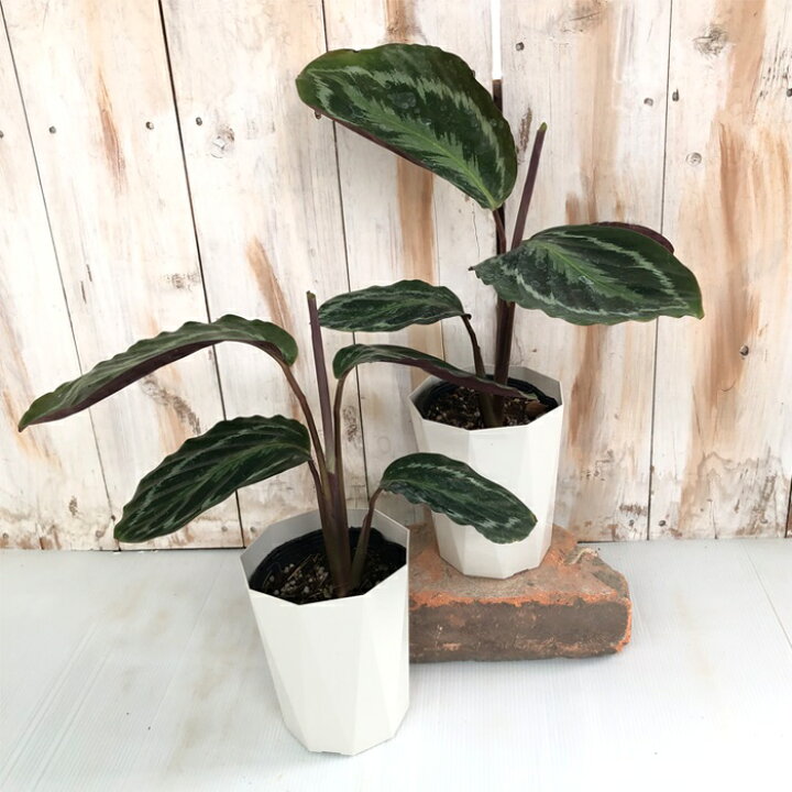 楽天市場】観葉植物 カラテア アナコンダグリーン 4号鉢 観葉植物 小型 