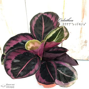 観葉植物 カラテアの人気商品 通販 価格比較 価格 Com 観葉植物 カラテアの人気商品 通販 価格比較 価格 Com