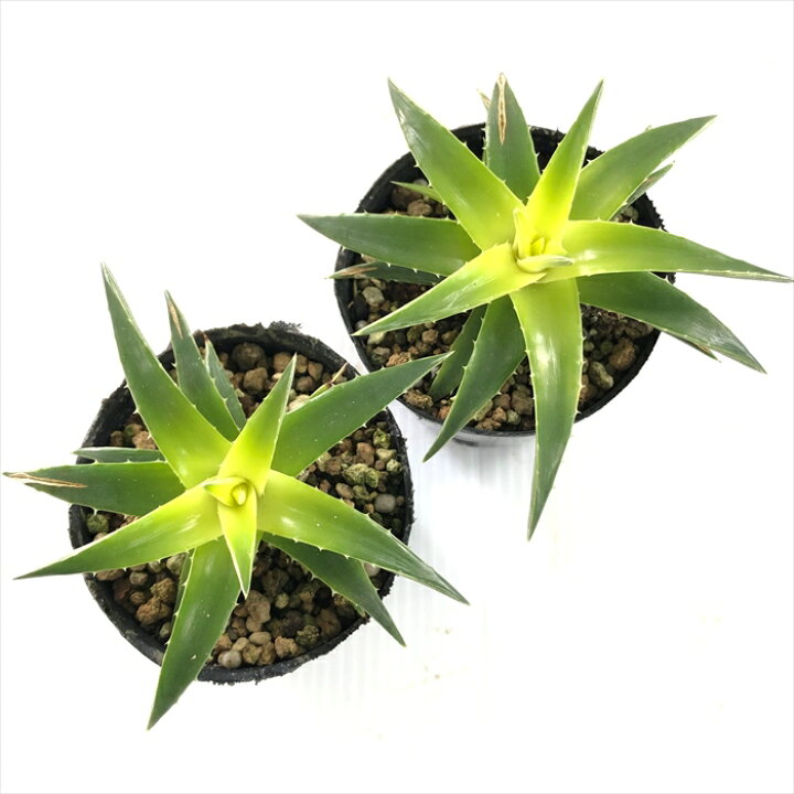 楽天市場 多肉植物 Caデッキア ブレビフォリア イエローグロー 6cmポット 多肉植物 ディッキア Yellow Glow フラワーネット 日本花 キ流通 楽天市場 多肉植物 Caデッキア ブレビフォリア イエローグロー 6cmポット 多肉植物 ディッキア Yellow Glow フラワーネット 日本花 キ流通