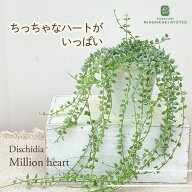 観葉植物 ディスキディア ルスキフォリア 斑入りミリオンハート 4号鉢 苗 観葉植物 小型 小さい 室内 贈…