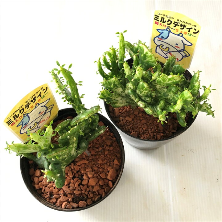 楽天市場 多肉植物 Sdユーフォルビア ミルクデザイン 9cmポット 斑入りオンコクラータ 綴化 斑入りぐーちょきぱー サボテン フラワーネット 日本花キ流通