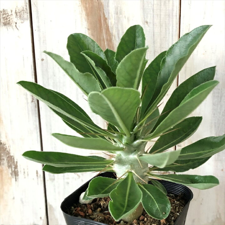 楽天市場】多肉植物 caパキポディウム サウンデルシー 白馬城 実生 