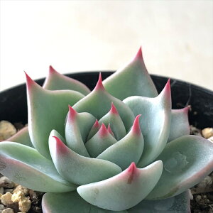 A skGPxA `[~O A GPxA 7.5cm|bg