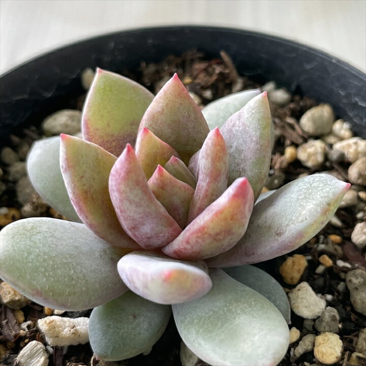楽天市場】多肉植物 skエケベリア ドイツシャンペン 多肉植物 